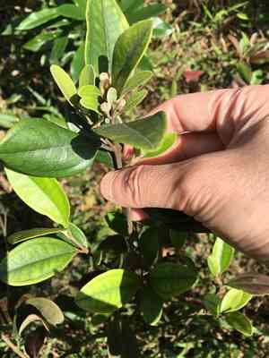 Rose myrtle(Rhodomyrtus tomentosa)