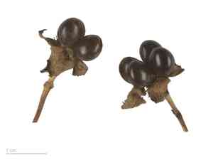 Jetbead(Rhodotypos scandens)