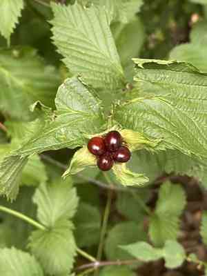 Jetbead(Rhodotypos scandens)