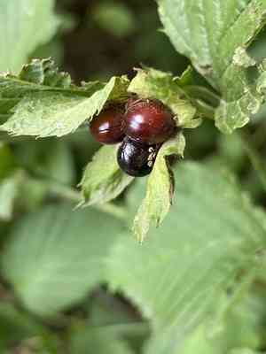 Jetbead(Rhodotypos scandens)