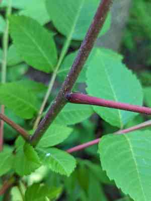 Chinese sumac(Rhus chinensis)