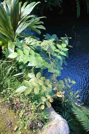 Chinese sumac(Rhus chinensis)
