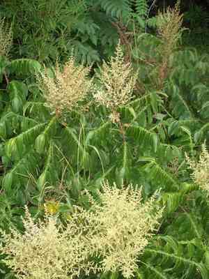 Chinese sumac(Rhus chinensis)