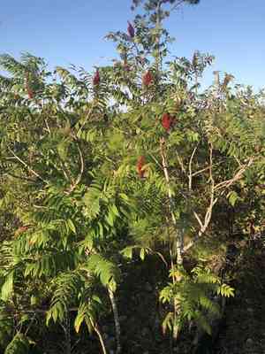 Smooth sumac(Rhus glabra)