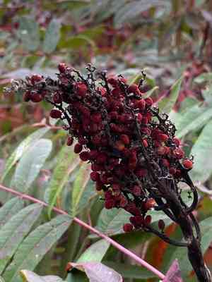 Smooth sumac(Rhus glabra)