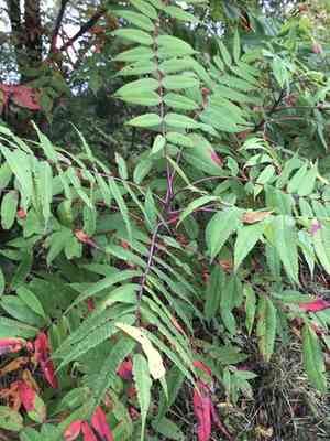 Smooth sumac(Rhus glabra)