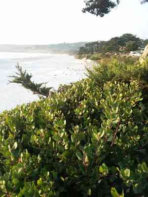 Lemonade Berry(Rhus integrifolia)