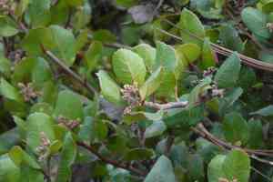 Lemonade Berry(Rhus integrifolia)