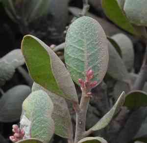 Lemonade Berry(Rhus integrifolia)