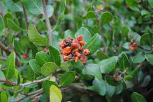 Lemonade Berry(Rhus integrifolia)
