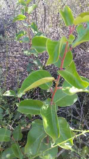 Sugar Bush(Rhus ovata)