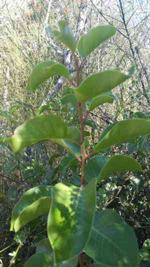 Sugar Bush(Rhus ovata)