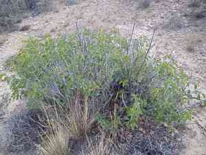 Sugar Bush(Rhus ovata)