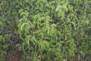 Sugar Bush(Rhus ovata)