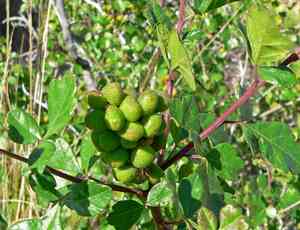 Skunk-bush sumac(Rhus trilobata)