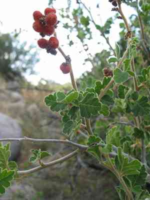 Skunk-bush sumac(Rhus trilobata)