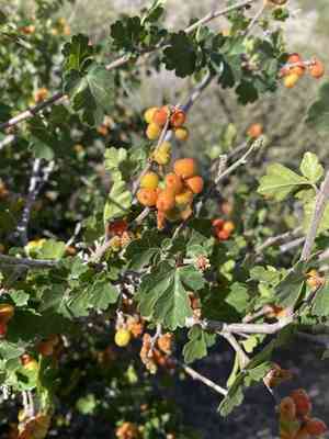 Skunk-bush sumac(Rhus trilobata)