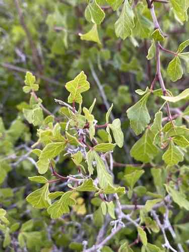 Skunk-bush sumac(Rhus trilobata)