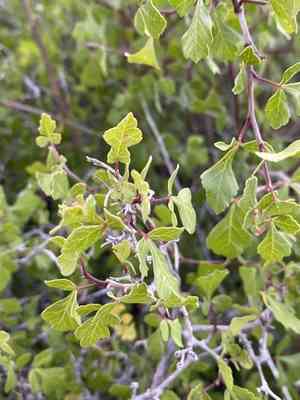 Skunk-bush sumac(Rhus trilobata)