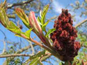 Staghorn sumac(Rhus typhina)