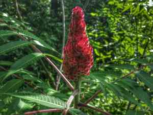 Staghorn sumac(Rhus typhina)