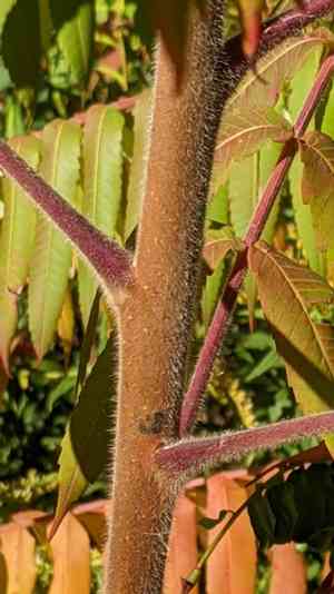 Staghorn sumac(Rhus typhina)