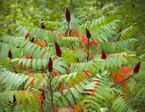 Staghorn sumac(Rhus typhina)