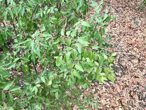 Evergreen sumac(Rhus virens)