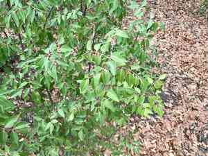 Evergreen sumac(Rhus virens)