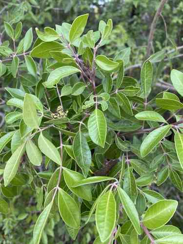 Evergreen sumac(Rhus virens)