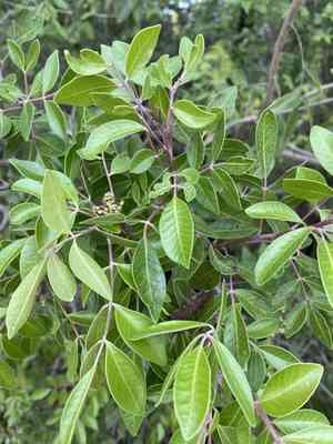 Evergreen sumac(Rhus virens)