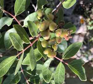 Evergreen sumac(Rhus virens)