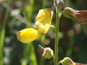 Caribbean snoutbean(Rhynchosia caribaea)