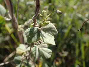Caribbean snoutbean(Rhynchosia caribaea)
