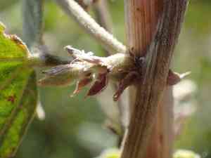 Caribbean snoutbean(Rhynchosia caribaea)