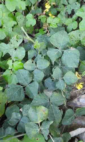 Caribbean snoutbean(Rhynchosia caribaea)