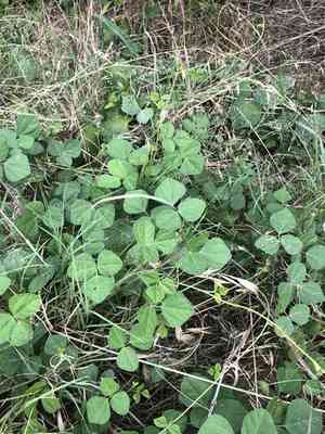 Least snout-bean(Rhynchosia minima)
