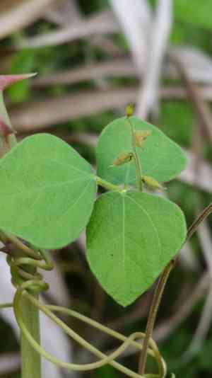 Least snout-bean(Rhynchosia minima)