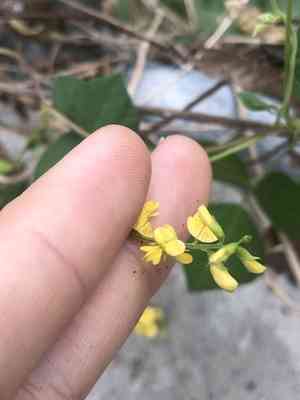 Least snout-bean(Rhynchosia minima)