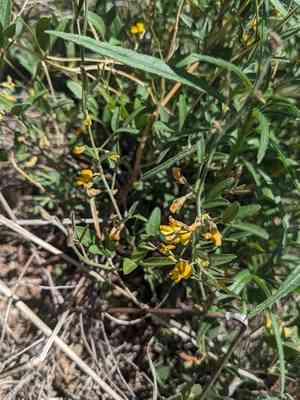Texas snoutbean(Rhynchosia senna)