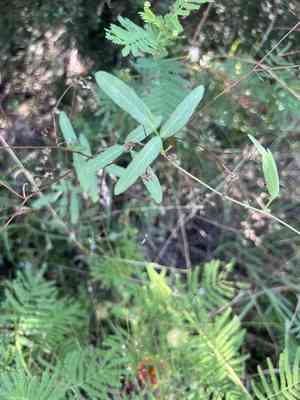 Texas snoutbean(Rhynchosia senna)