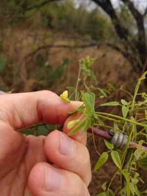 Texas snoutbean(Rhynchosia senna)
