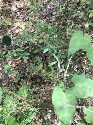 Texas snoutbean(Rhynchosia senna)
