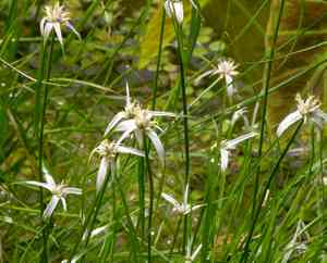 Starrush Whitetop(Rhynchospora colorata)