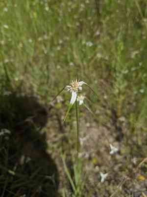 Starrush Whitetop(Rhynchospora colorata)