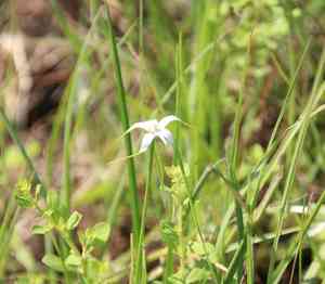 Starrush Whitetop(Rhynchospora colorata)