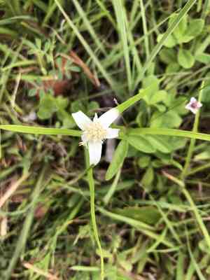 Starrush Whitetop(Rhynchospora colorata)