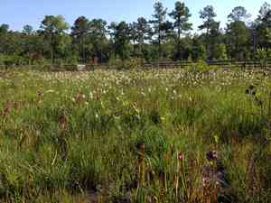 Starrush Whitetop(Rhynchospora colorata)