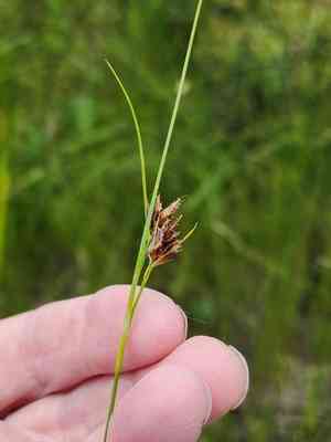 Brown beak-sedge(Rhynchospora fusca)