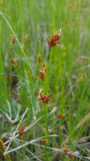 Brown beak-sedge(Rhynchospora fusca)